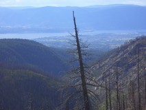 Snowbirds in Kelowna